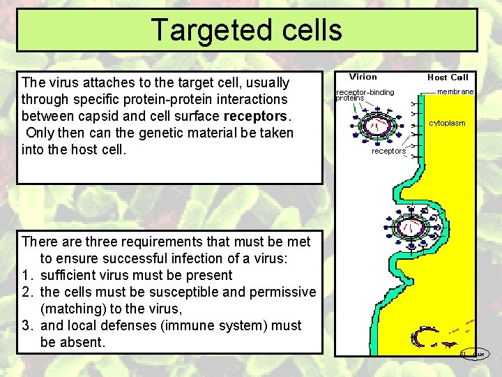 Targeted cells The virus attaches to the target cell, usually through specific protein-protein interactions