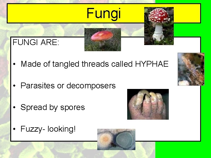 Fungi FUNGI ARE: • Made of tangled threads called HYPHAE • Parasites or decomposers