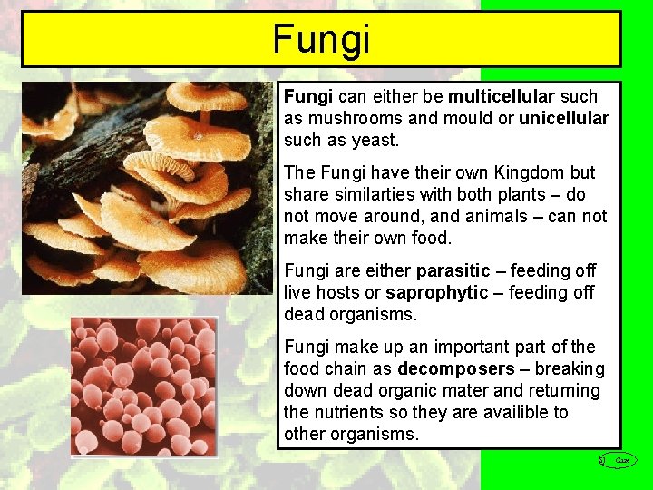 Fungi can either be multicellular such as mushrooms and mould or unicellular such as