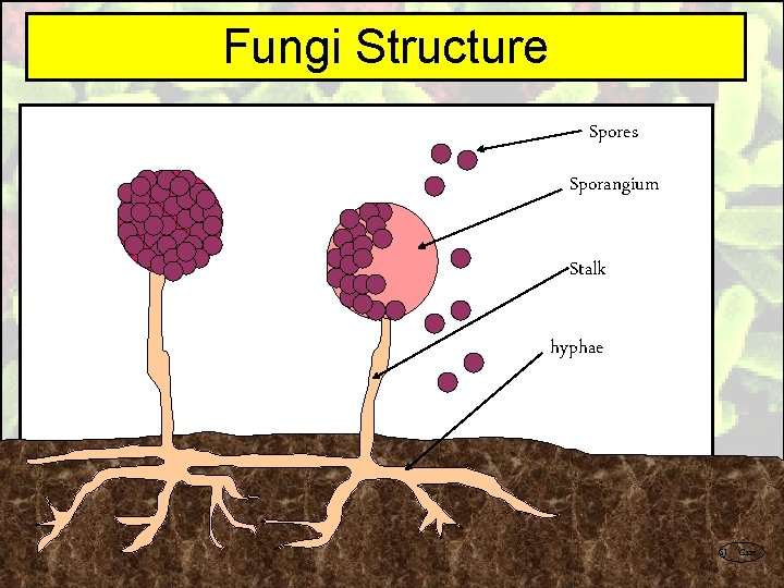 Fungi Structure Spores Sporangium Stalk hyphae SJ Gaze 