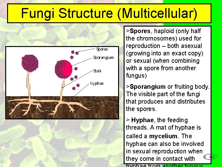 Fungi Structure (Multicellular) >Spores, haploid (only half the chromosomes) used for reproduction – both