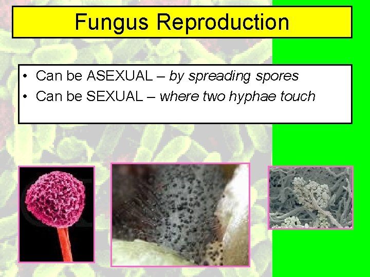 Fungus Reproduction • Can be ASEXUAL – by spreading spores • Can be SEXUAL