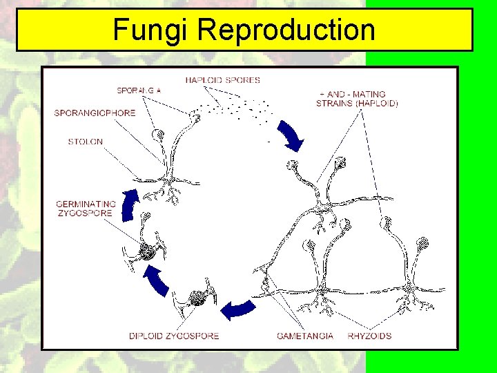 Fungi Reproduction 