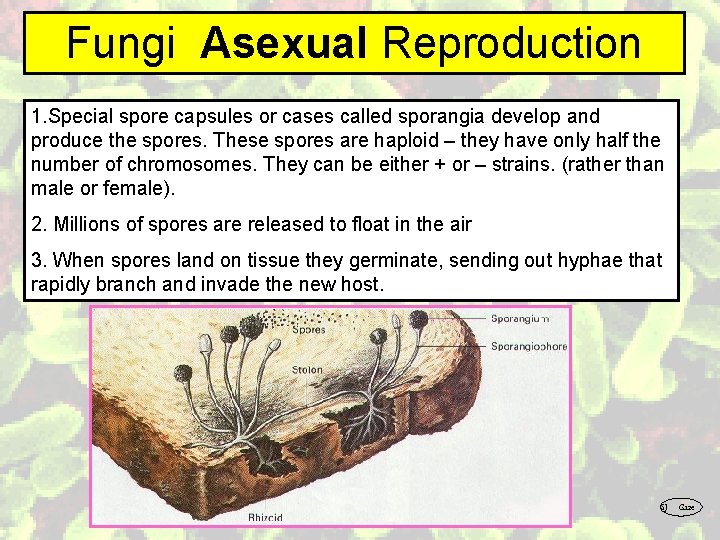 Fungi Asexual Reproduction 1. Special spore capsules or cases called sporangia develop and produce