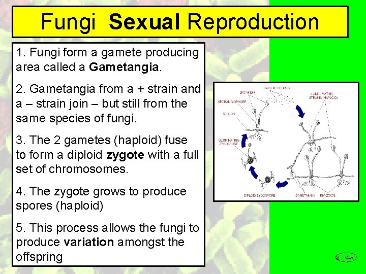 Fungi Sexual Reproduction 1. Fungi form a gamete producing area called a Gametangia. 2.