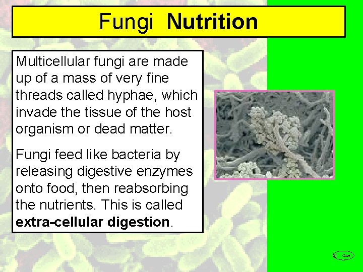 Fungi Nutrition Multicellular fungi are made up of a mass of very fine threads
