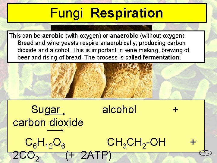 Fungi Respiration This can be aerobic (with oxygen) or anaerobic (without oxygen). Bread and