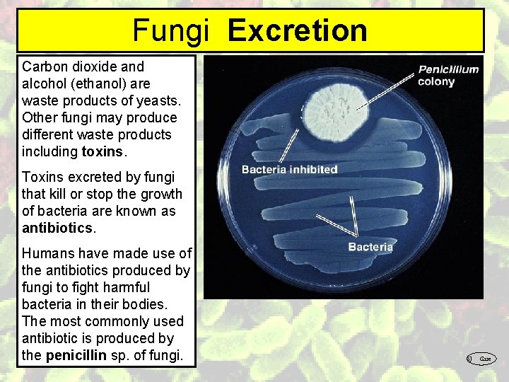 Fungi Excretion Carbon dioxide and alcohol (ethanol) are waste products of yeasts. Other fungi