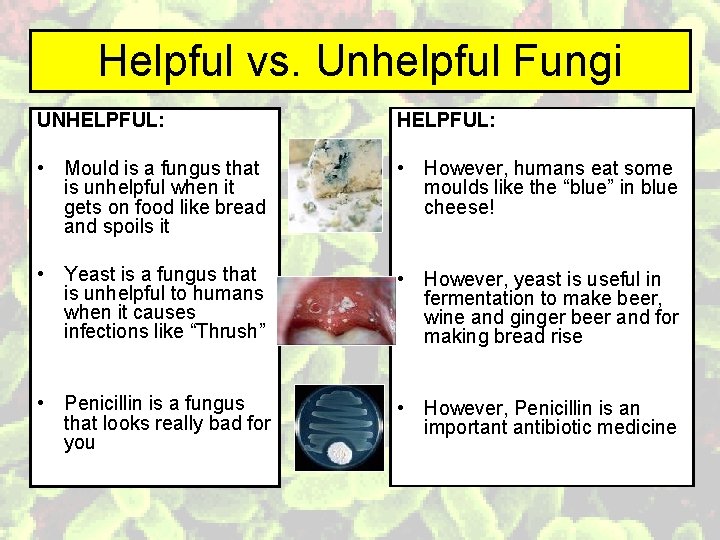 Helpful vs. Unhelpful Fungi UNHELPFUL: • Mould is a fungus that is unhelpful when