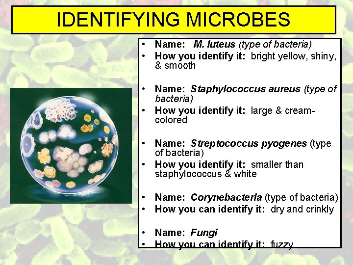 IDENTIFYING MICROBES • Name: M. luteus (type of bacteria) • How you identify it:
