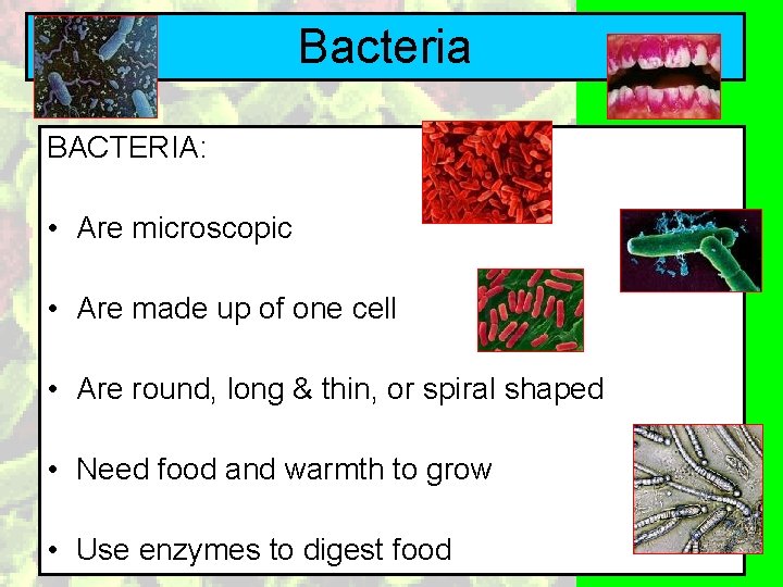Bacteria BACTERIA: • Are microscopic • Are made up of one cell • Are