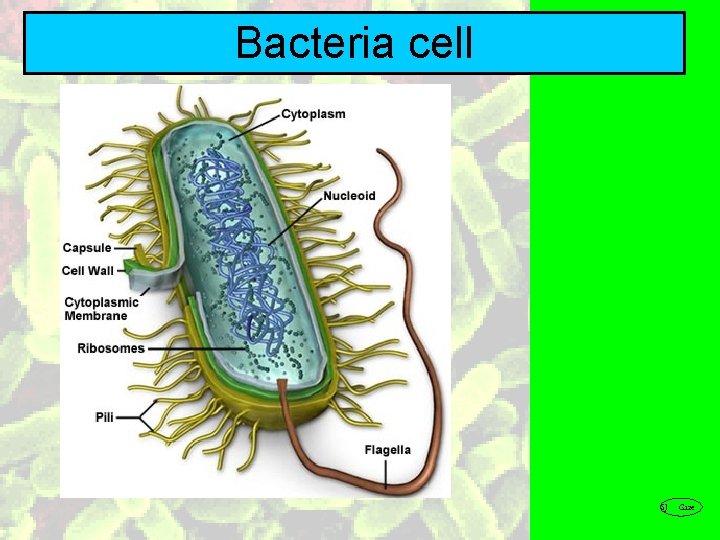Bacteria cell SJ Gaze 