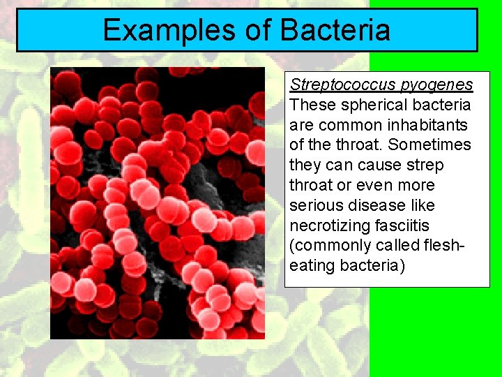 Examples of Bacteria Streptococcus pyogenes These spherical bacteria are common inhabitants of the throat.