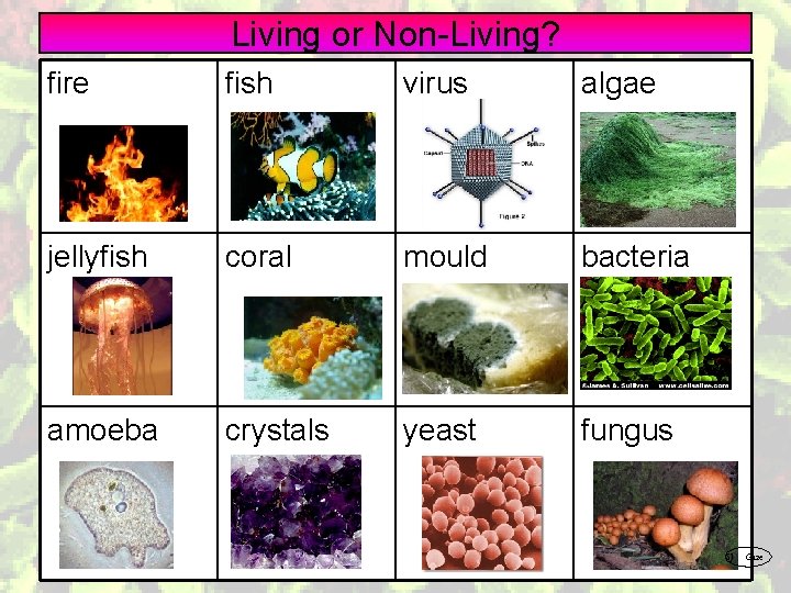 Living or Non-Living? fire fish virus algae jellyfish coral mould bacteria amoeba crystals yeast