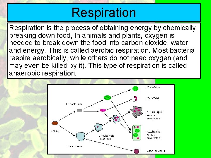 Respiration is the process of obtaining energy by chemically breaking down food, In animals