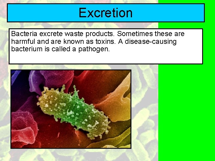 Excretion Bacteria excrete waste products. Sometimes these are harmful and are known as toxins.