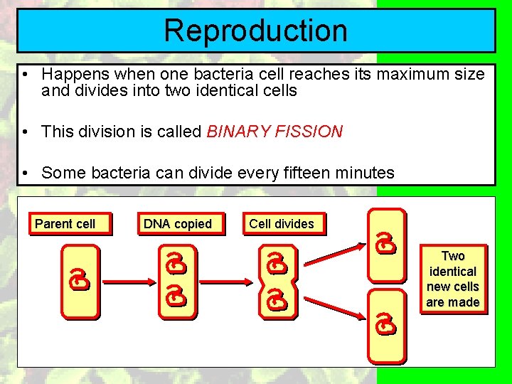 Reproduction • Happens when one bacteria cell reaches its maximum size and divides into