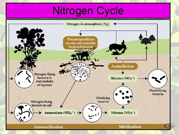 Nitrogen Cycle SJ Gaze 