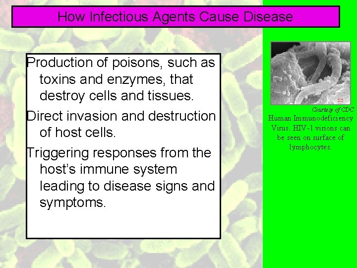 How Infectious Agents Cause Disease Production of poisons, such as toxins and enzymes, that