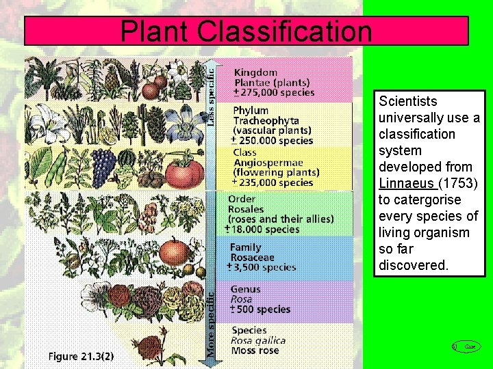 Plant Classification Scientists universally use a classification system developed from Linnaeus (1753) to catergorise