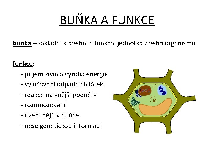 BUŇKA A FUNKCE buňka – základní stavební a funkční jednotka živého organismu funkce: -