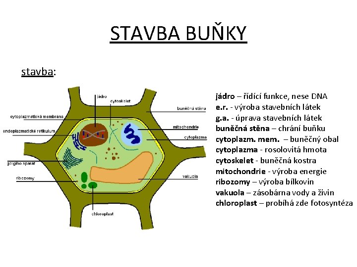 STAVBA BUŇKY stavba: jádro – řídící funkce, nese DNA e. r. - výroba stavebních