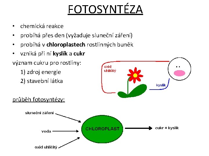 FOTOSYNTÉZA • chemická reakce • probíhá přes den (vyžaduje sluneční záření) • probíhá v