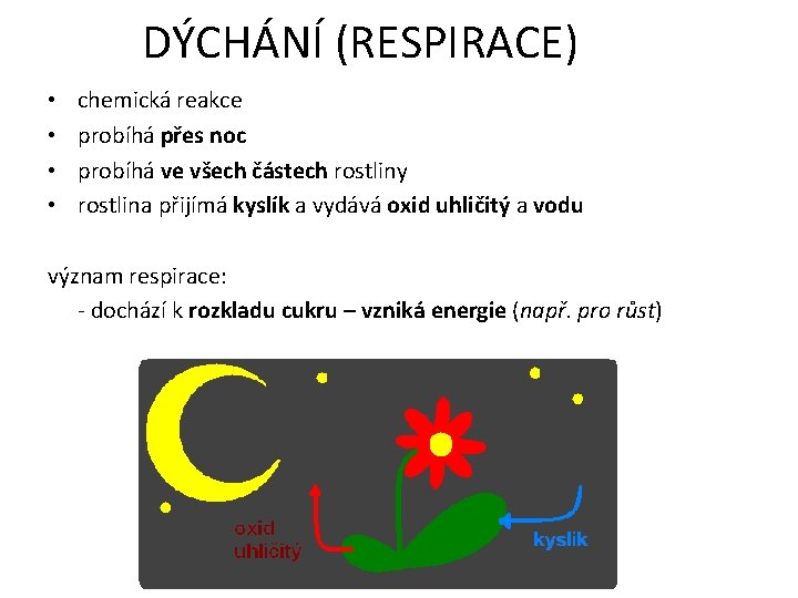 DÝCHÁNÍ (RESPIRACE) • • chemická reakce probíhá přes noc probíhá ve všech částech rostliny