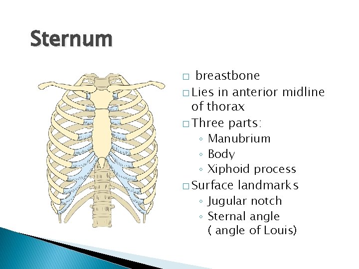 Sternum breastbone � Lies in anterior midline of thorax � Three parts: ◦ Manubrium