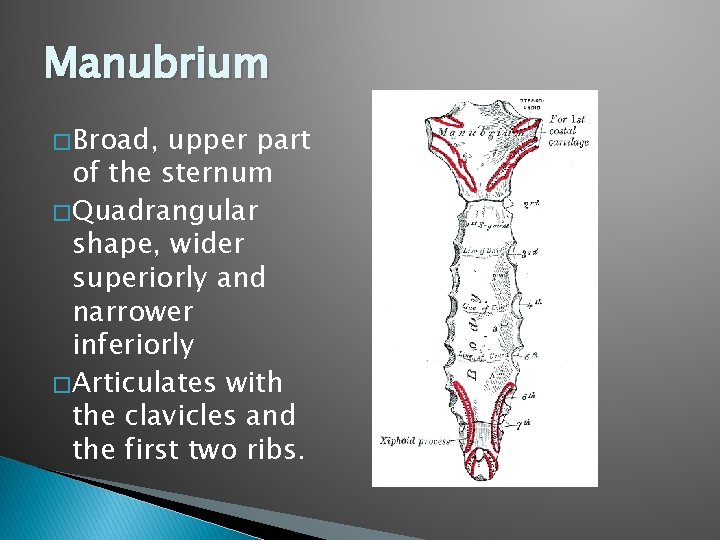 Manubrium � Broad, upper part of the sternum � Quadrangular shape, wider superiorly and