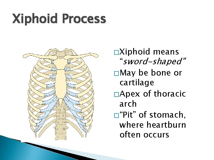 Xiphoid Process � Xiphoid means “sword-shaped” � May be bone or cartilage � Apex