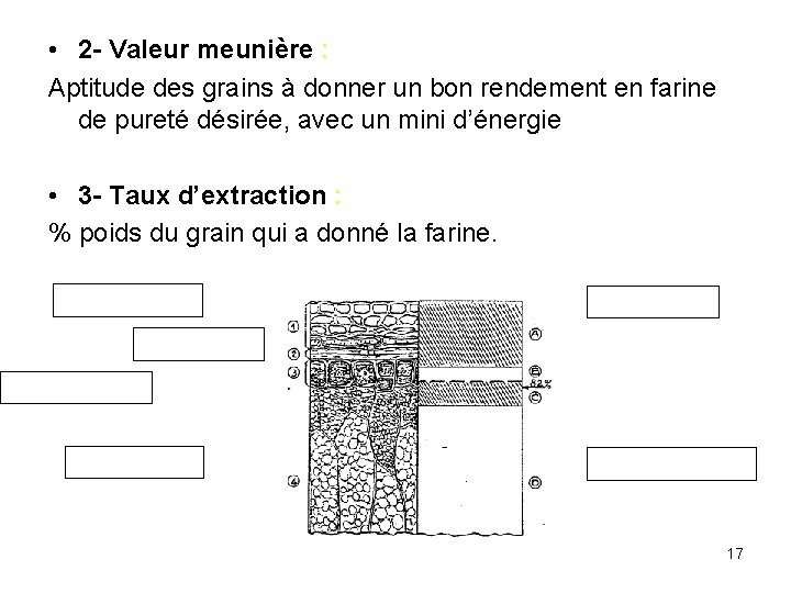  • 2 - Valeur meunière : Aptitude des grains à donner un bon