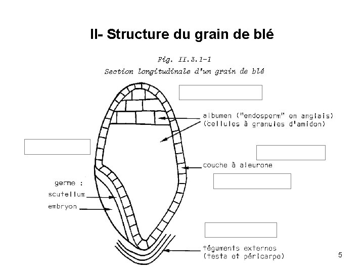 II- Structure du grain de blé 5 