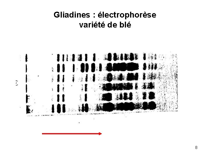 Gliadines : électrophorèse variété de blé 8 