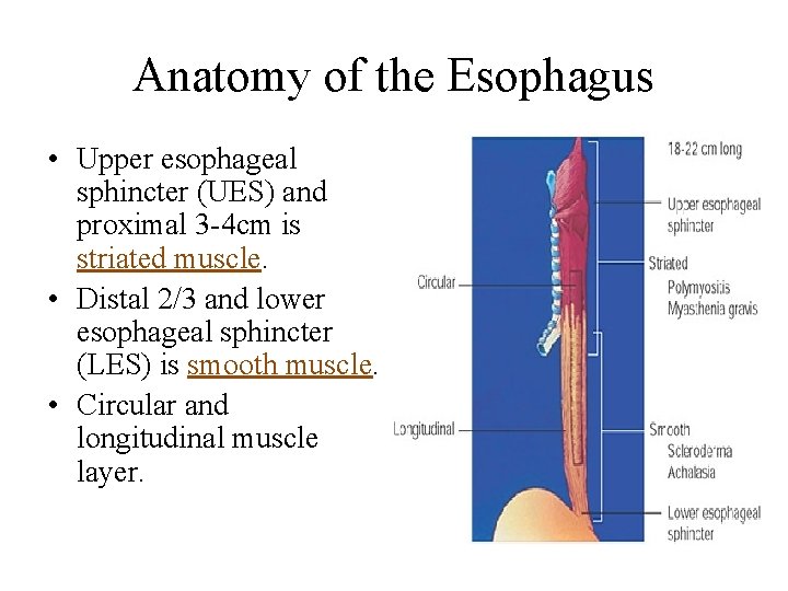 Anatomy of the Esophagus • Upper esophageal sphincter (UES) and proximal 3 -4 cm