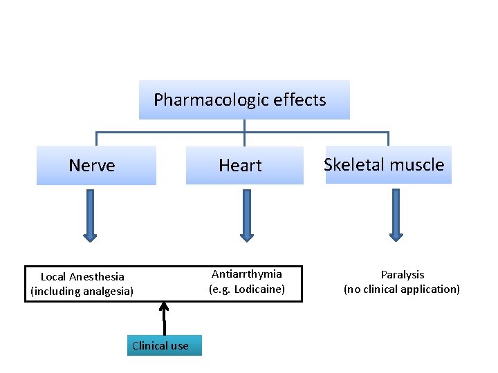 Pharmacologic effects Nerve Heart Local Anesthesia (including analgesia) Clinical use Antiarrthymia (e. g. Lodicaine)