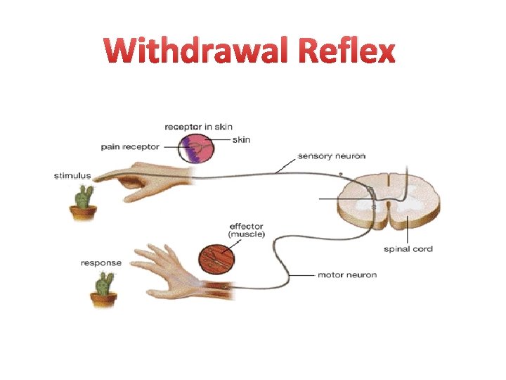Withdrawal Reflex 