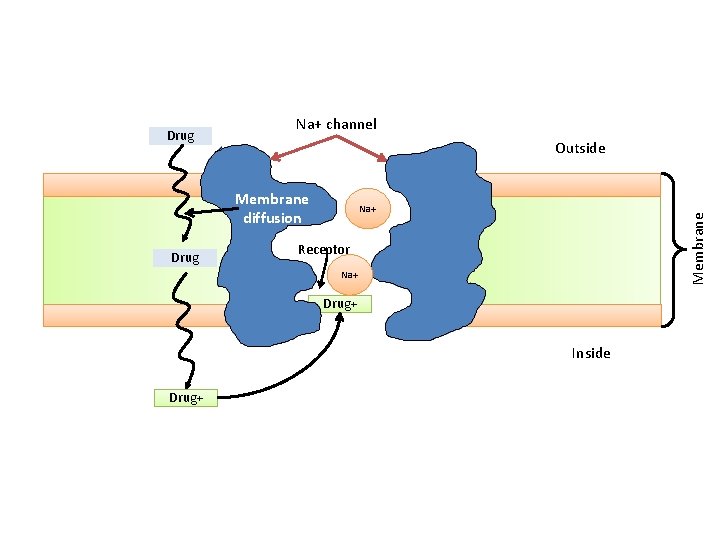 Na+ channel Outside Membrane diffusion Drug Na+ Membrane Drug Receptor Na+ Drug+ Inside Drug+