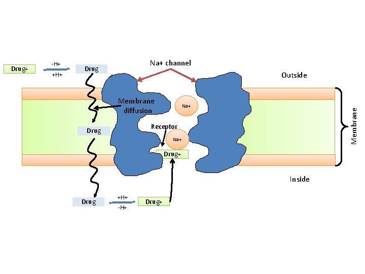 -H+ +H+ Na+ channel Drug Outside Membrane diffusion Na+ Membrane Drug+ Receptor Drug Na+