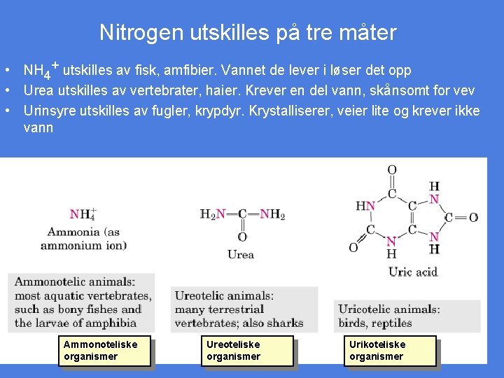 Nitrogen utskilles på tre måter • NH 4+ utskilles av fisk, amfibier. Vannet de