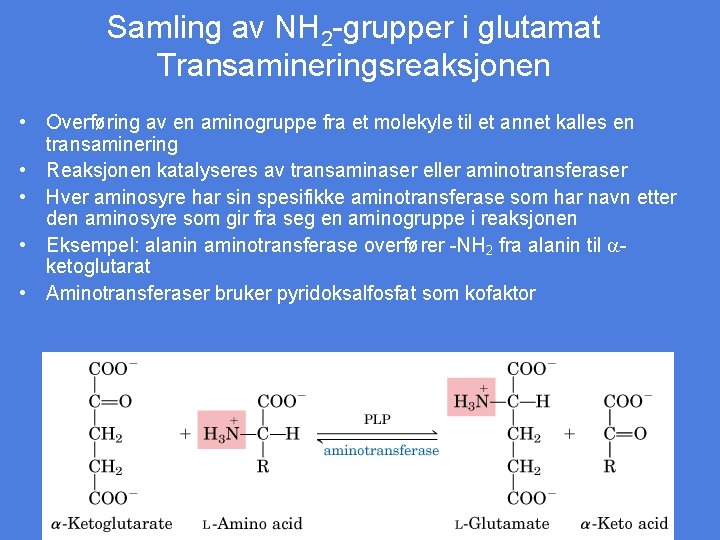 Samling av NH 2 -grupper i glutamat Transamineringsreaksjonen • Overføring av en aminogruppe fra