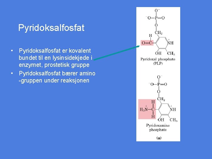 Pyridoksalfosfat • Pyridoksalfosfat er kovalent bundet til en lysinsidekjede i enzymet, prostetisk gruppe •