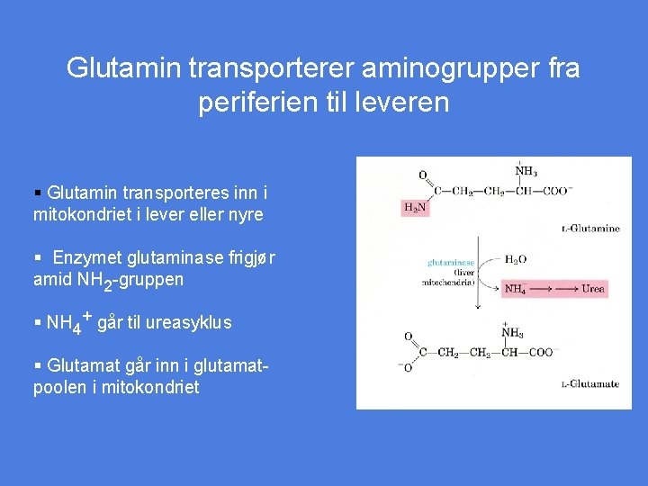 Glutamin transporterer aminogrupper fra periferien til leveren § Glutamin transporteres inn i mitokondriet i