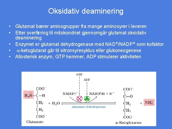 Oksidativ deaminering • Glutamat bærer aminogrupper fra mange aminosyrer i leveren • Etter overføring