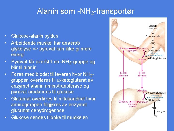 Alanin som -NH 2 -transportør • Glukose-alanin syklus • Arbeidende muskel har anaerob glykolyse