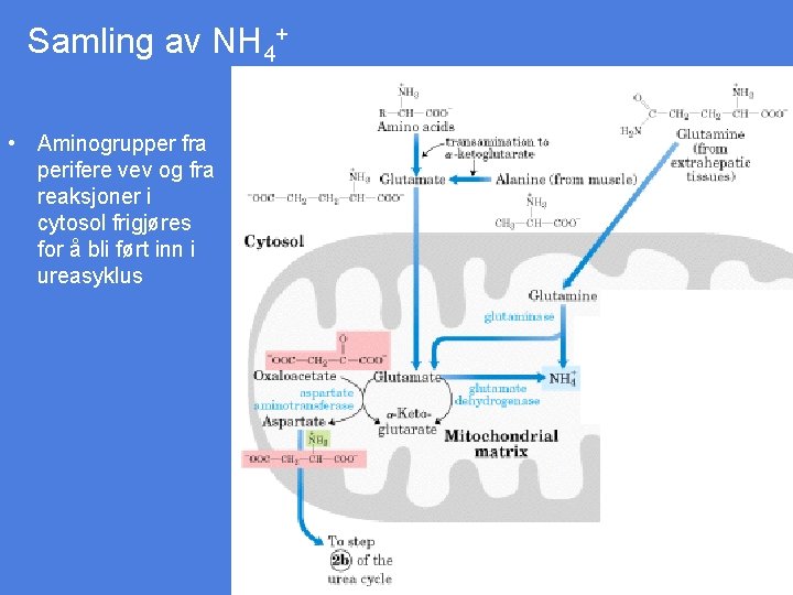 Samling av NH 4+ • Aminogrupper fra perifere vev og fra reaksjoner i cytosol