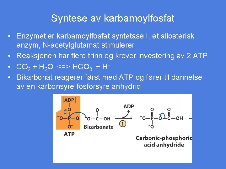 Syntese av karbamoylfosfat • Enzymet er karbamoylfosfat syntetase I, et allosterisk enzym, N-acetylglutamat stimulerer