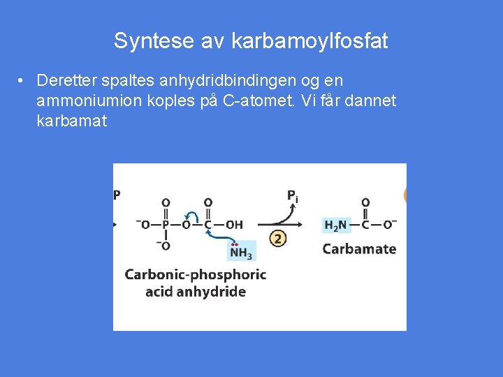 Syntese av karbamoylfosfat • Deretter spaltes anhydridbindingen og en ammoniumion koples på C-atomet. Vi