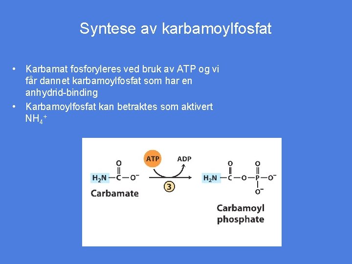 Syntese av karbamoylfosfat • Karbamat fosforyleres ved bruk av ATP og vi får dannet