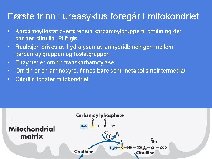 Første trinn i ureasyklus foregår i mitokondriet • Karbamoylfosfat overfører sin karbamoylgruppe til ornitin